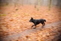 Motion blurred running dog in autumnal park Royalty Free Stock Photo