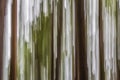 Motion blurred tree trunks and canopy produce abstract image Royalty Free Stock Photo