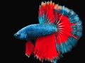 While motion capture fish interbreeding Royalty Free Stock Photo