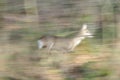 A motion image of a fleeing western roe deer