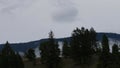 Motion lapse of low clouds flowing over a Montana forest on a hill