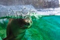 Motion of sea lion swimming in a pool. Royalty Free Stock Photo