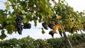 Grape vineyards on a summer day, black wine grapes in Moldova