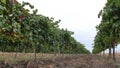 Grape vineyards on a summer day, black wine grapes in Moldova