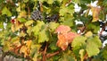 Grape vineyards on a summer day, black wine grapes in Moldova