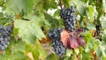 Grape vineyards on a summer day, black wine grapes in Moldova