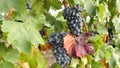 Grape vineyards on a summer day, black wine grapes in Moldova