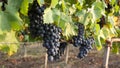 Grape vineyards on a summer day, black wine grapes in Moldova