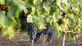 Grape vineyards on a summer day, black wine grapes in Moldova