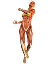 Motion study woman muscle