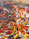 motion swimming of Fancy carp or Various koi fish in the outdoor pool