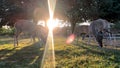 Motion time-lapse of a group of whitetail deers eating corn out of a yard in the Texas hill country