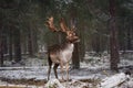 Motionless Gorgeous Fallow Deer Buck In Winter Forest. Adult Deer With Huge Horns Looks To The Right. Winter Wildlife Landscape W Royalty Free Stock Photo