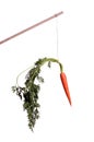 Motivation with carrot on stick Royalty Free Stock Photo