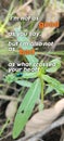 motivation qoutes with insect and leaf background suitable for poster