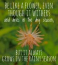 Motivation quote - be like a flower, even though it withers and dries in the dry season, it always grows in the rainy season