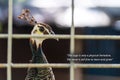 Motivational quote about - The cage is only a physical limitation. The mind is still free to learn and grow. with a bird facing to