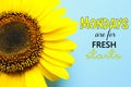 Motivational quote Mondays are for Fresh Starts and beautiful sunflower on turquoise background, top view Royalty Free Stock Photo