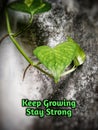 motivational quotes with green plant leaves on a worn cement wall background Royalty Free Stock Photo