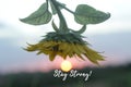 Motivational words - Stay strong. With the sun and sunflower at sunset sunrise background. Strength inspirational quote concept. Royalty Free Stock Photo