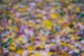 Motley background from the varicolored fallen foliage. Autumn background. The image is out of focus, blurry