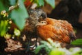 Motley birds who are hiding under green leaves