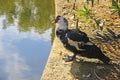 Speckled bird by the water