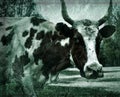 Motley black and white cow portrait in retro style