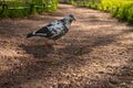 Motley black and white urban pigeon walking outdoors on the ground path in evening park at sunset. Speckled city dove