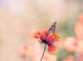 Motley bright butterflies painted lady on bright colorful daisies on a summer meadow. Moods of summer. Artistic tender photo.