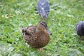 Duck among pigeons stands on green grass