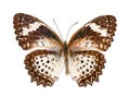 Motley butterfly on a white background Royalty Free Stock Photo