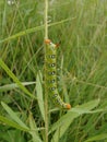 Motley caterpillar Royalty Free Stock Photo