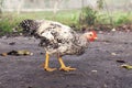 Motley chicken with white and black feathers walks around the farmyard