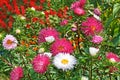 Motley colourful asters