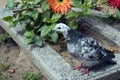 Motley curious pigeon standing on the stone frame