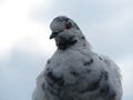 Motley dove against a partly cloudy sky