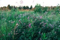 Motley grass in the frost. Royalty Free Stock Photo