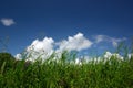 Motley grass and sky