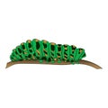 Motley green caterpillar creeps along the branch. Vector illustration. Drawing by hand.