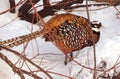 A motley hidding bird in the bushes on the snow