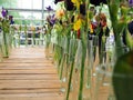 Motley iris flowers in vases, Violet and yellow iris flowers in a vase Royalty Free Stock Photo