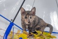 motley kitten with yellow autumn leaves under a transparent umbrella with a blue handle