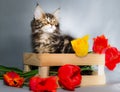 A motley little kitty of the Maine Coon color tabby in a wooden box with six differently colored tulips on a gray background