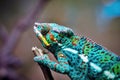 Motley lizard chameleon closeup