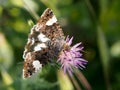 Motley moth Tyta luctuosa is having breakfast on a tiny violet flower