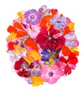 Motley multicolored applique clearing of dried pressed flowers