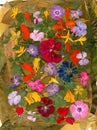 Motley multicolored applique clearing of dried pressed flowers