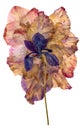 Multicolored applique of dried pressed iris flowers