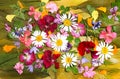 Motley multicolored applique of dried flowers